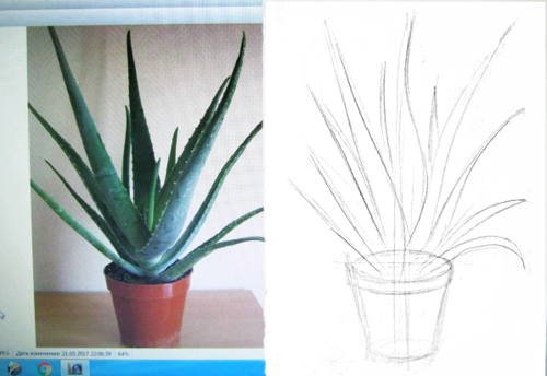 Рисование в горшке алоэ