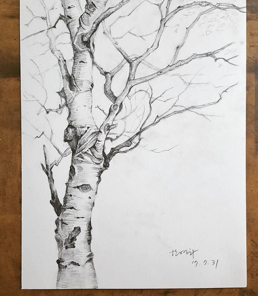 Эскиз дерева для рисования карандашом
