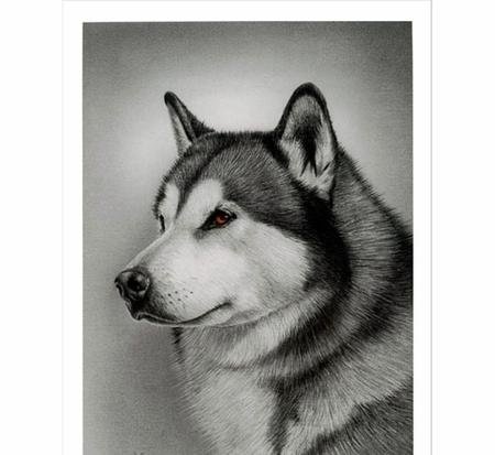 Хаски по номерам