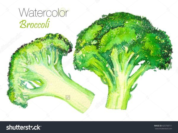 Брокколи скетчинг