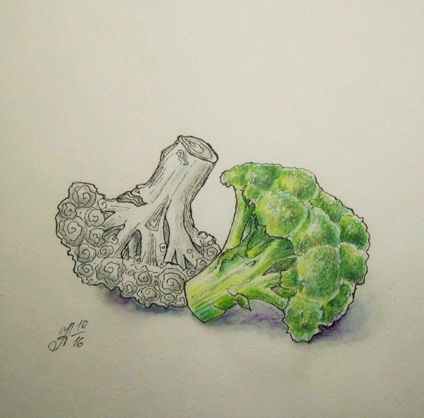 Брокколи акварелью
