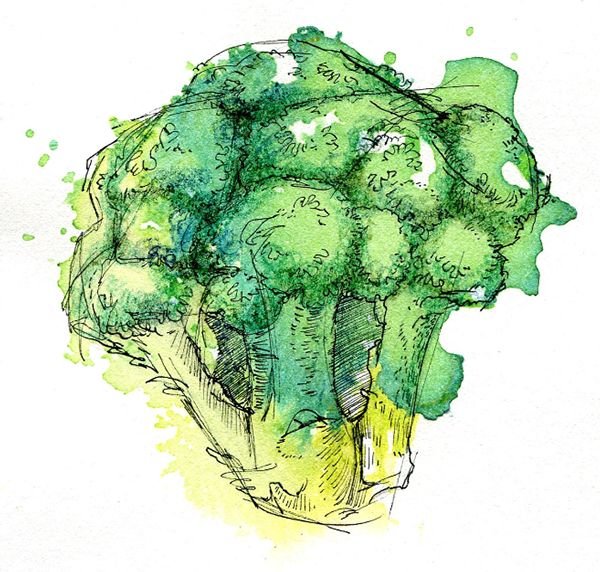 Брокколи акварелью