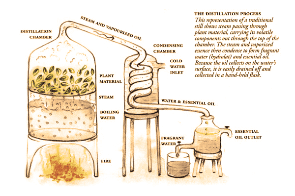 Процесс перегонки эфирных масел Авиценны