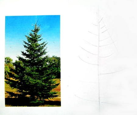 Хвойные елки нарисовать в школу