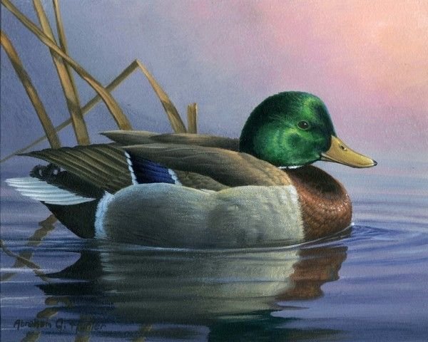 Картина маслом утка Дикая