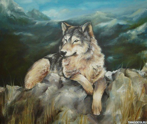 Волк маслом на холсте