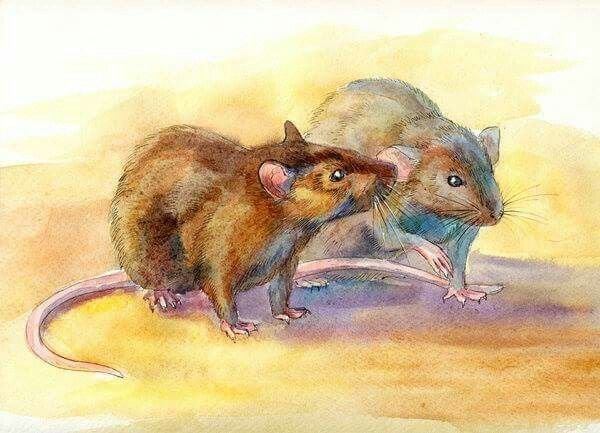 Крыса акварелью