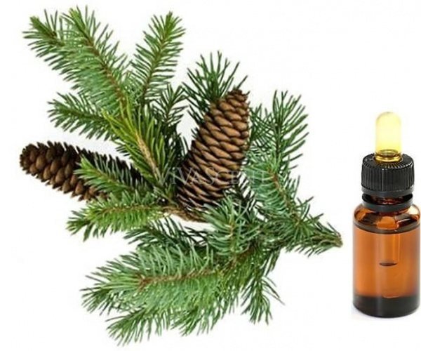 Пихта Сибирская