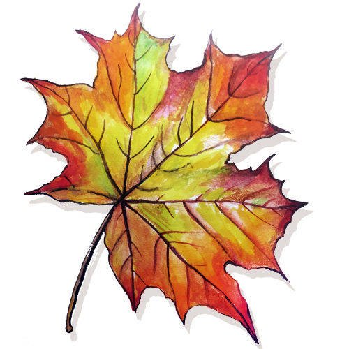 Кленовый лист цветными карандашами