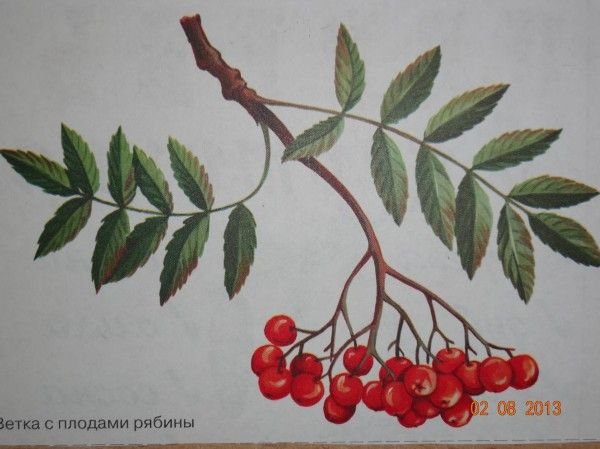 Рябина в снегу гуашью