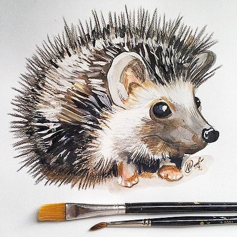 Ежик акварель