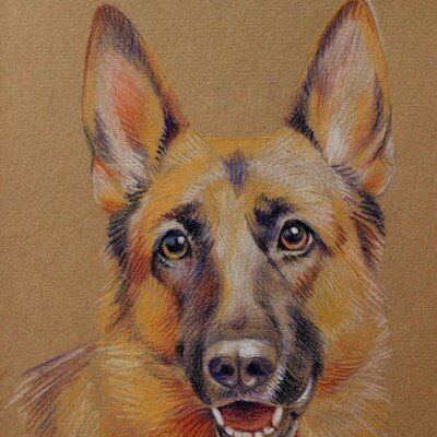 Овчарка цветными карандашами