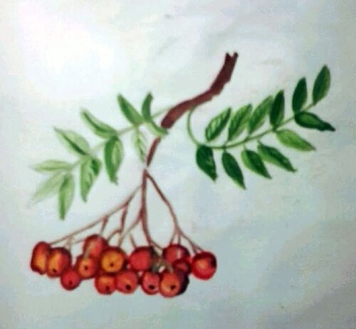 Рисование гроздь рябины