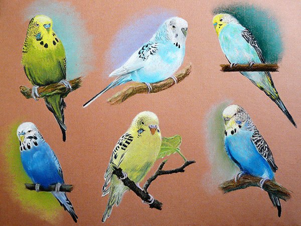 Попугай Какаду пастелью