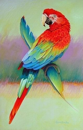 Рисование попугай старшая группа