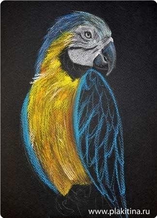 Попугай масляной пастелью