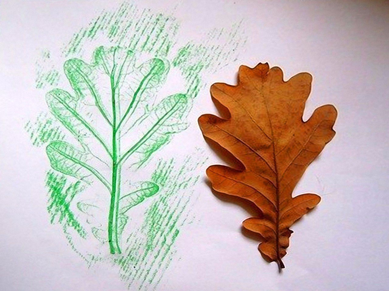 Оттиск листьев на бумаге