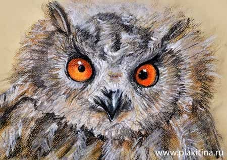 Рисование Сова в подготовительной группе