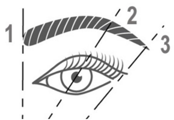 Чертеж бровей