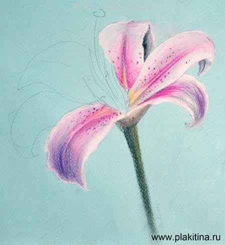 Рисование цветов поэтапно для начинающих пастель