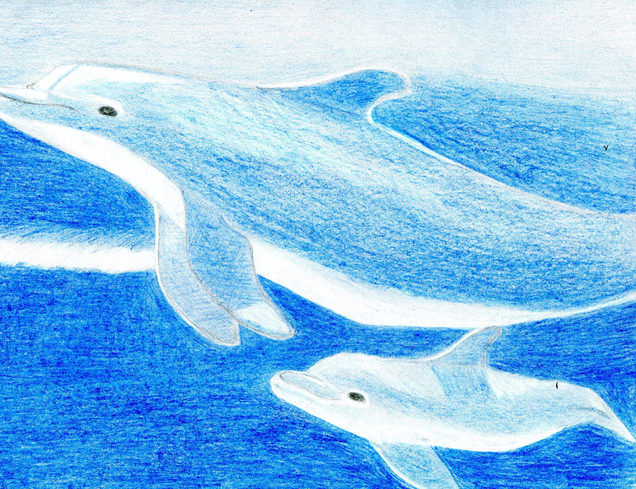 Дельфин цветными карандашами