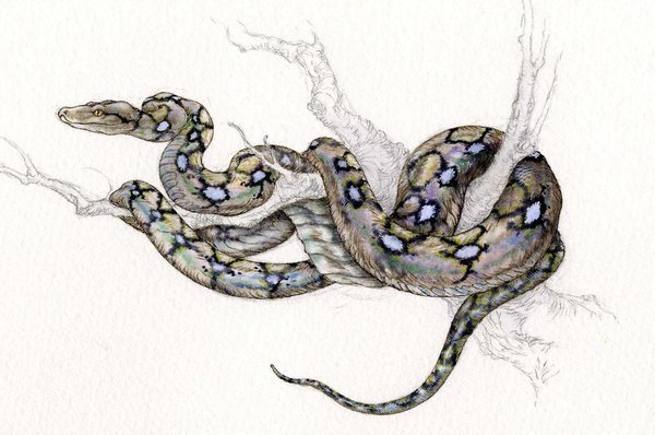 Змея на ветке арт