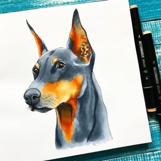 Рисунок добермана маркерами