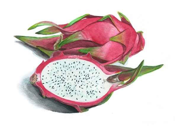 Драгон фрукт акварелью