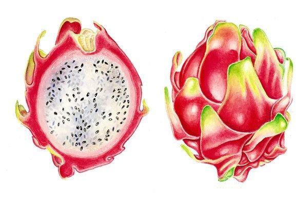 Питайя фрукт рисунок