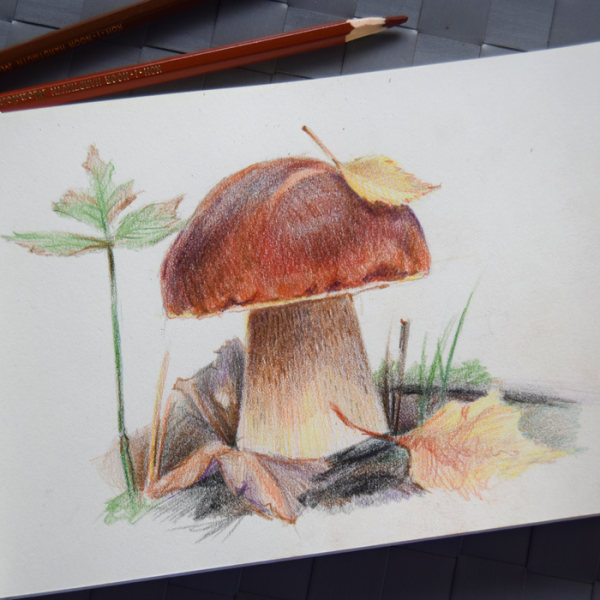 Грибы цветными карандашами