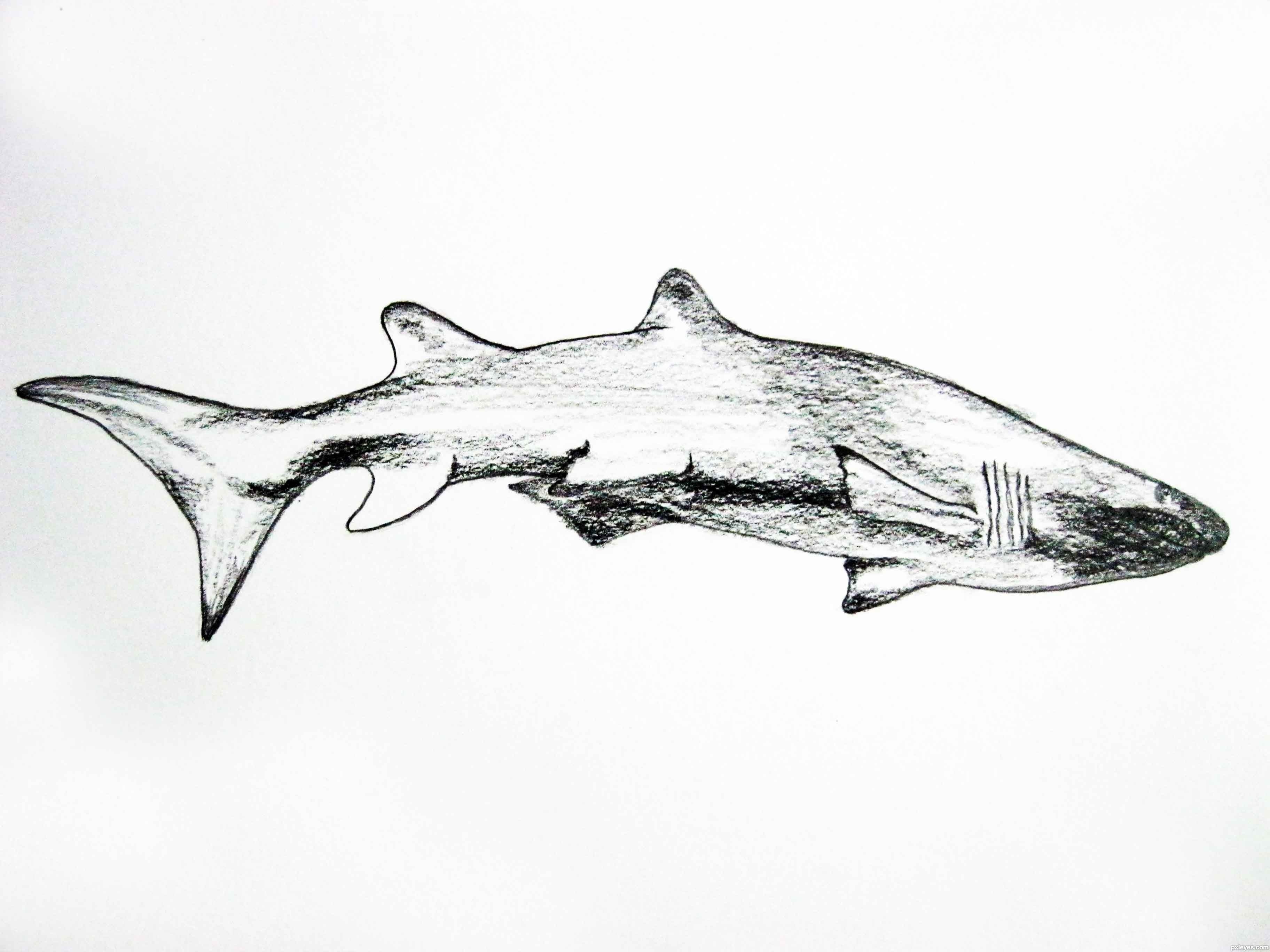 Графическая акула