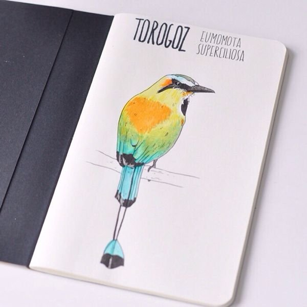 Птицы скетч маркерами