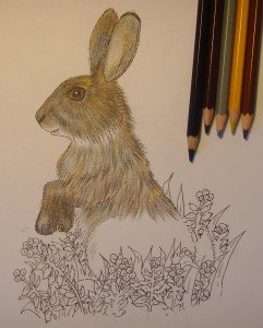 Раскрасить зайца цветными карандашами
