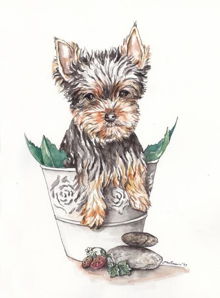 Йоркширский терьер Боня