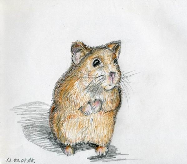 Хомячок джунгарик набросок