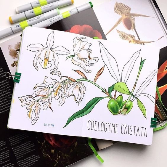 Растения маркерами для скетчинга