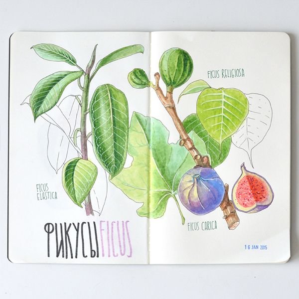 Рисунок инжир скетч маркерами