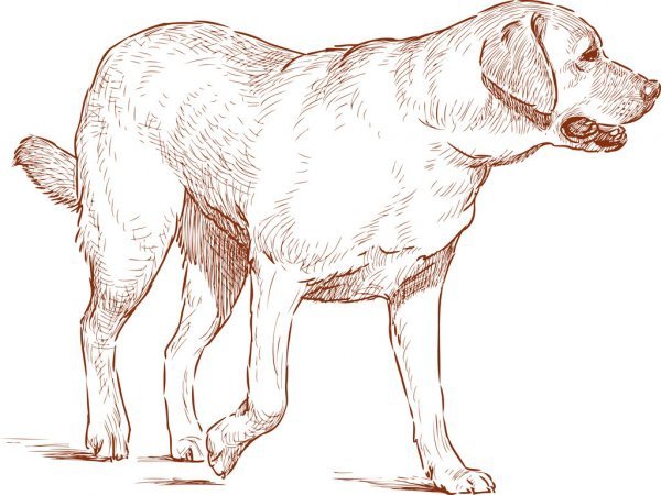 Наброски лабрадора