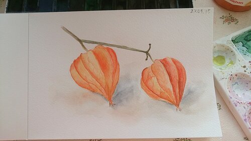 Физалис Ботаническая иллюстрация