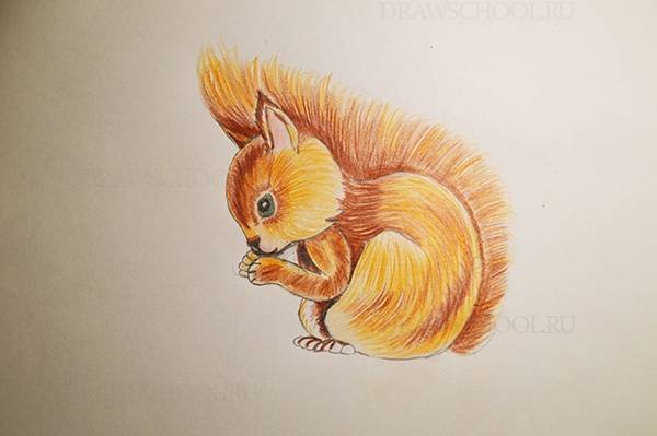 Белка рисунок карандашом цветным