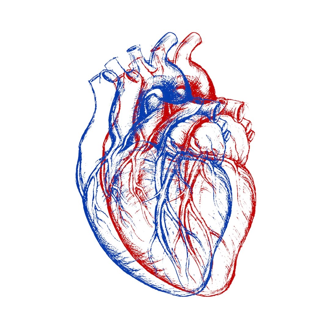 Анатомическое сердце красное с синим