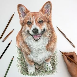 Скетчинг корги