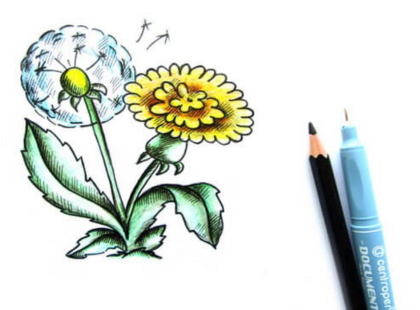 Одуванчик рисунок маркерами