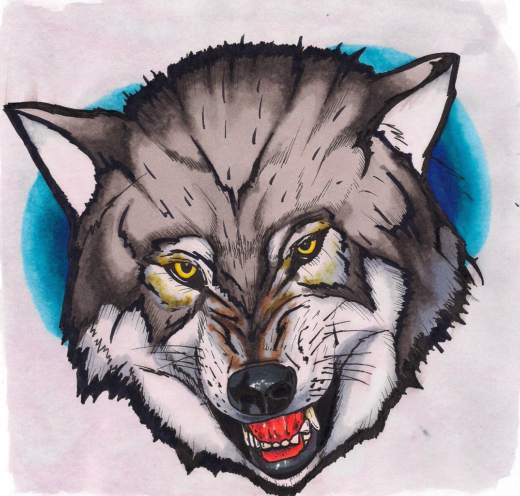 Цветные картинки волка. Волк рисунок. Голова волка. Волк портрет. Голова волка карандашом.