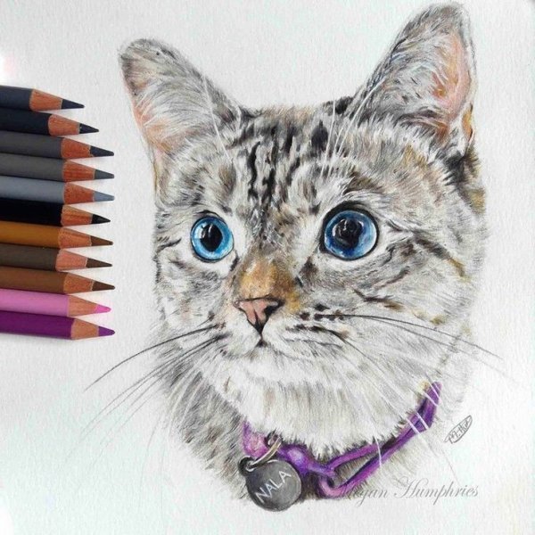 Кот фломастерами