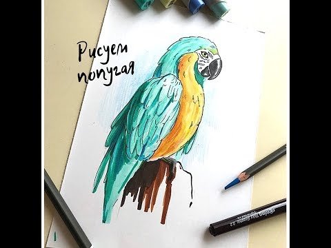 Рисунки маркерами попугай