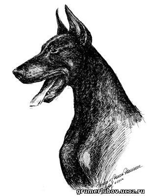 Фото добермана собаки