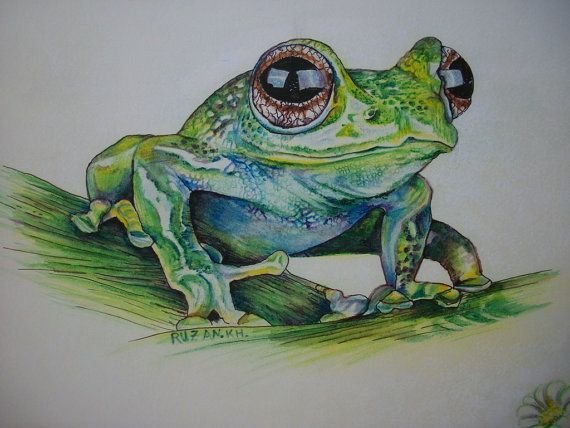 Лягушка цветными карандашами