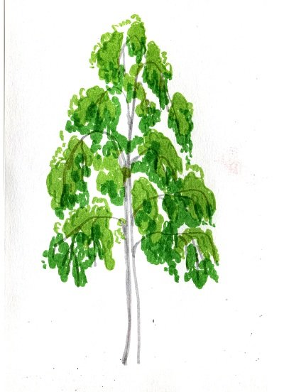 Березка рисунок