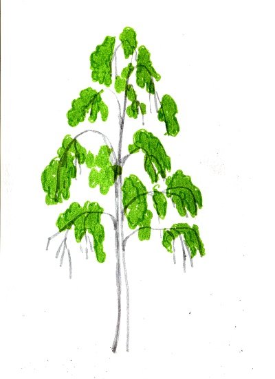 Береза акварелью для детей